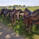 Mini Cattle Drive