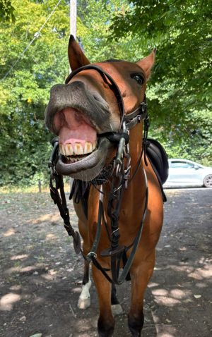 Pub Rides